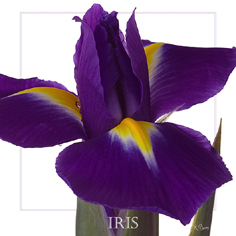 Iris bleu